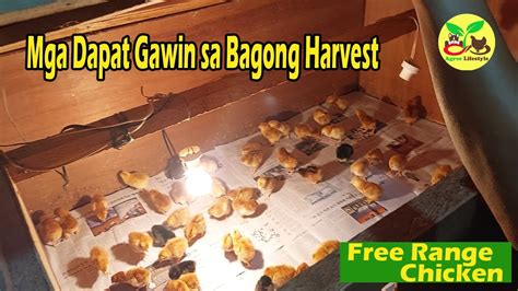 Unang Patuka sa ating mga bagong harvest na sisiw at ang.